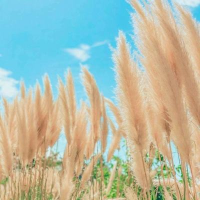 隆頭鸚哥魚復育露出曙光 - 國家地理雜誌官方網站｜探索自然、科學與文化的最佳權